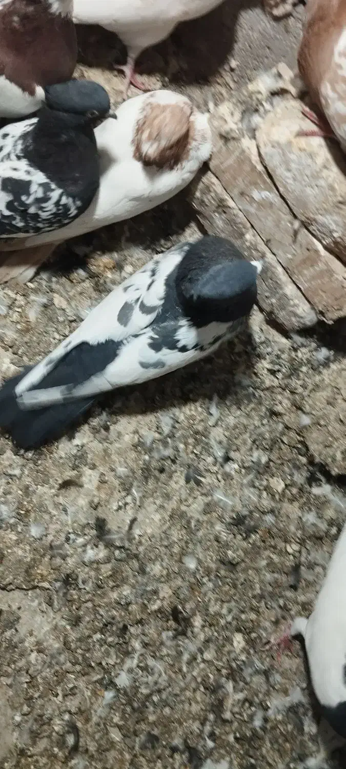 نر پریده|پرنده|رفسنجان, |دیوار