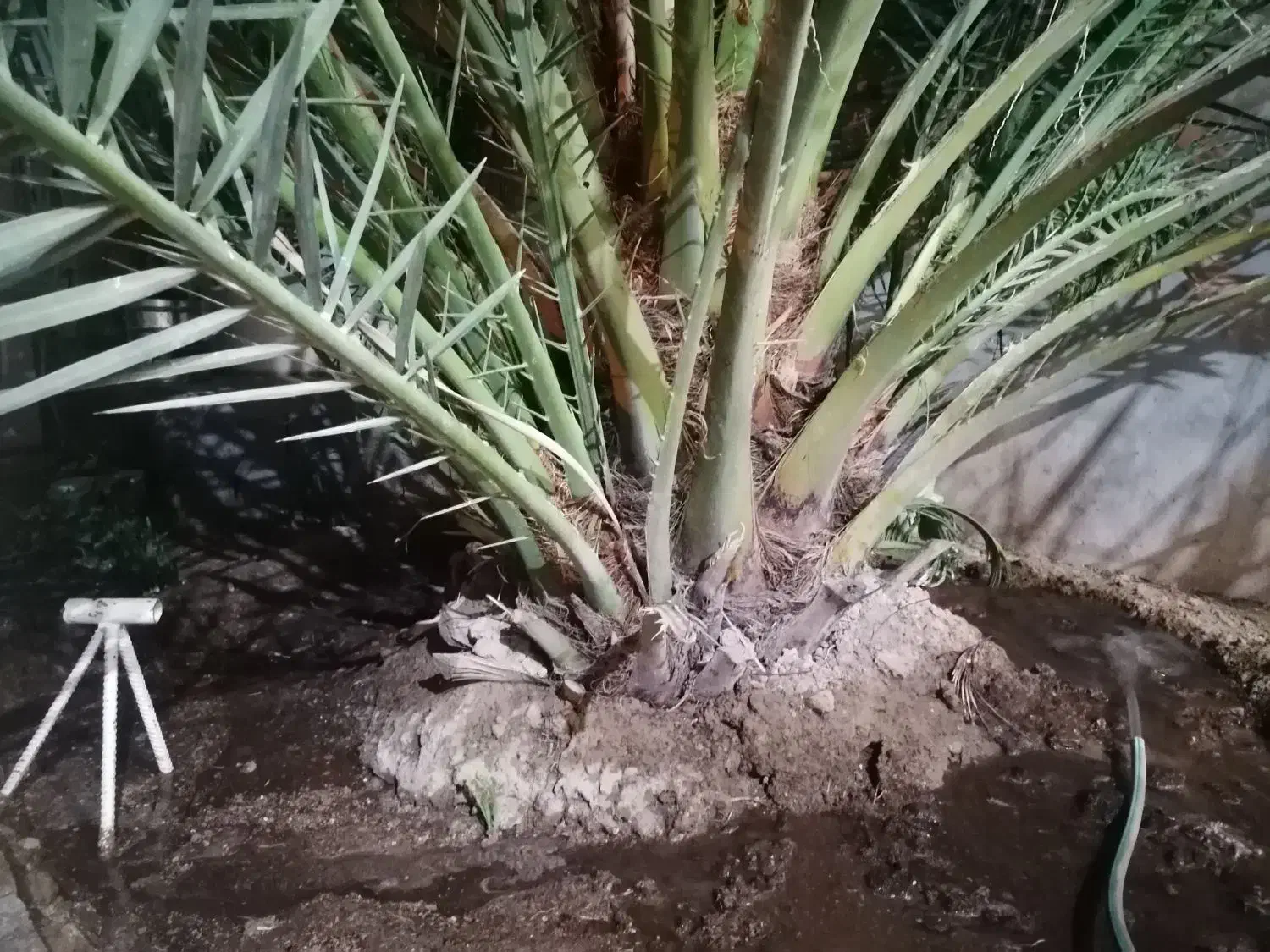 دمیت برحی اصل اروندی|گل و گیاه طبیعی|برازجان, |دیوار