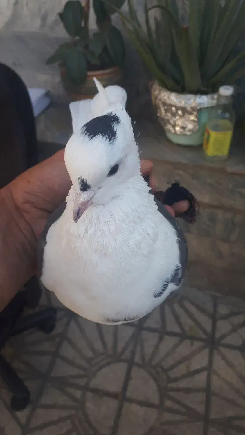 کبوتر خوشونه ماده شونی|پرنده|الشتر, |دیوار