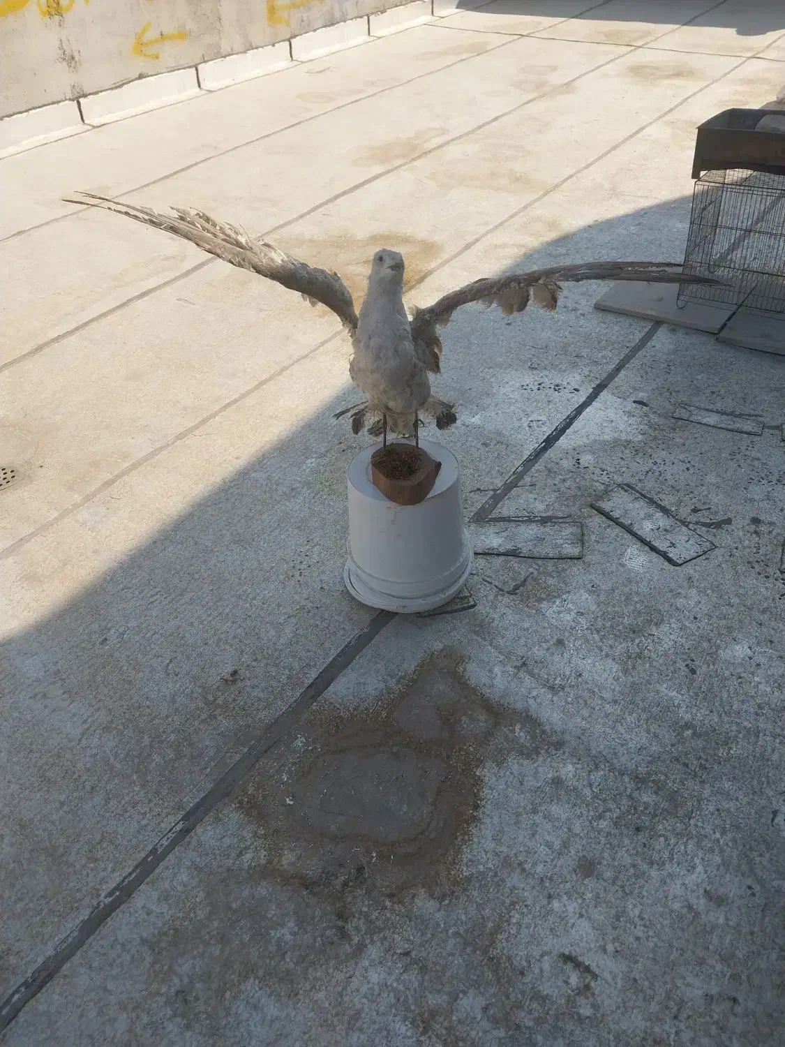 دکوری پرنده طبیعی|مجسمه، تندیس، ماکت|قزوین, |دیوار