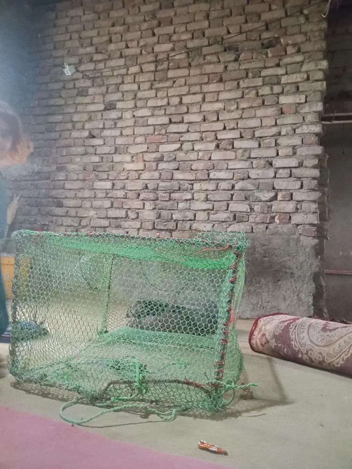 تو ماهی گیری|ماهیگیری|زهک, |دیوار