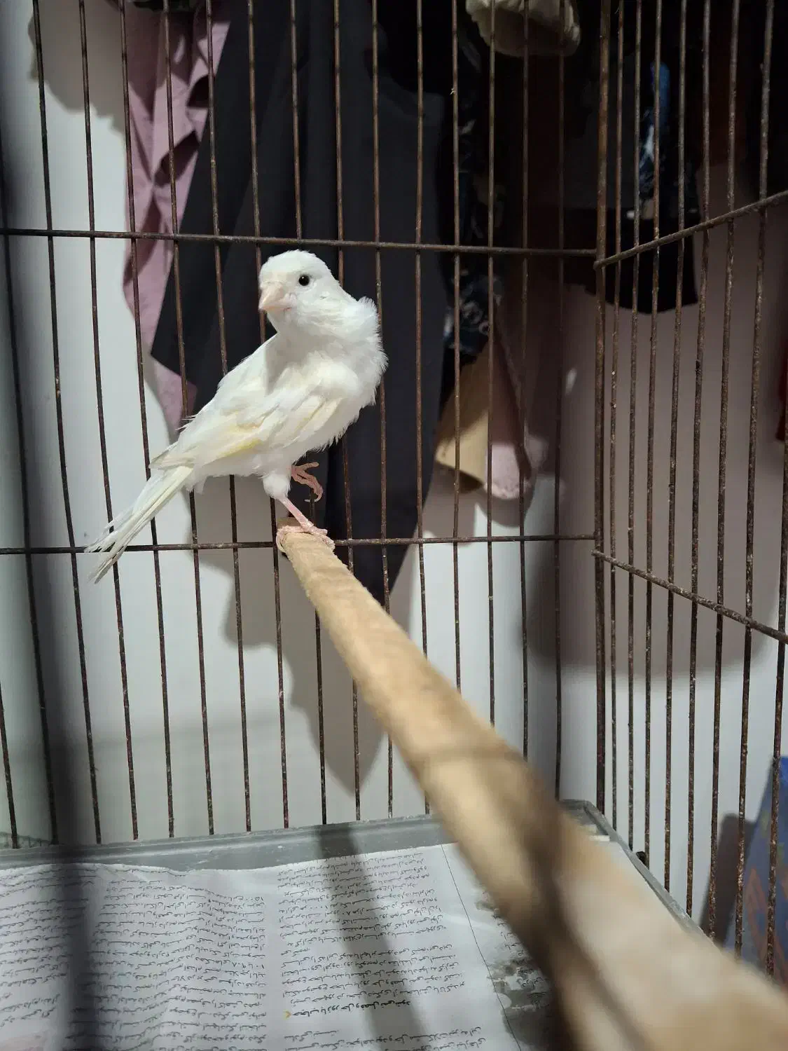 قناری نر سفید جوان|پرنده|رشت, پل تالشان|دیوار