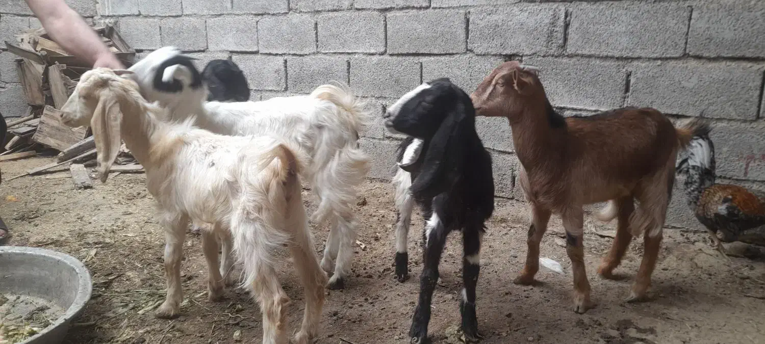 بز ۵ عدد نر اوماده|حیوانات مزرعه|شادگان, |دیوار