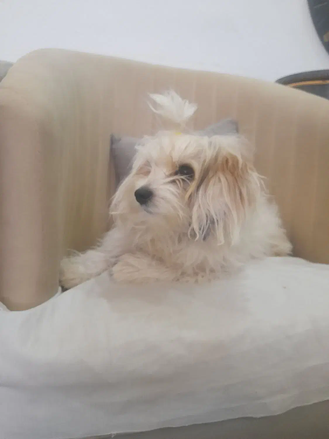 سگ نر|سگ|تربت جام, شهید مدرس|دیوار