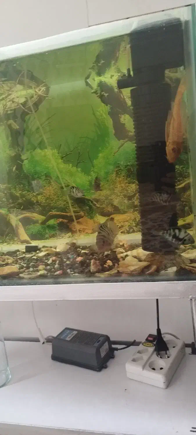 آکواریوم|ماهی|مشهد, کارمندان دوم|دیوار