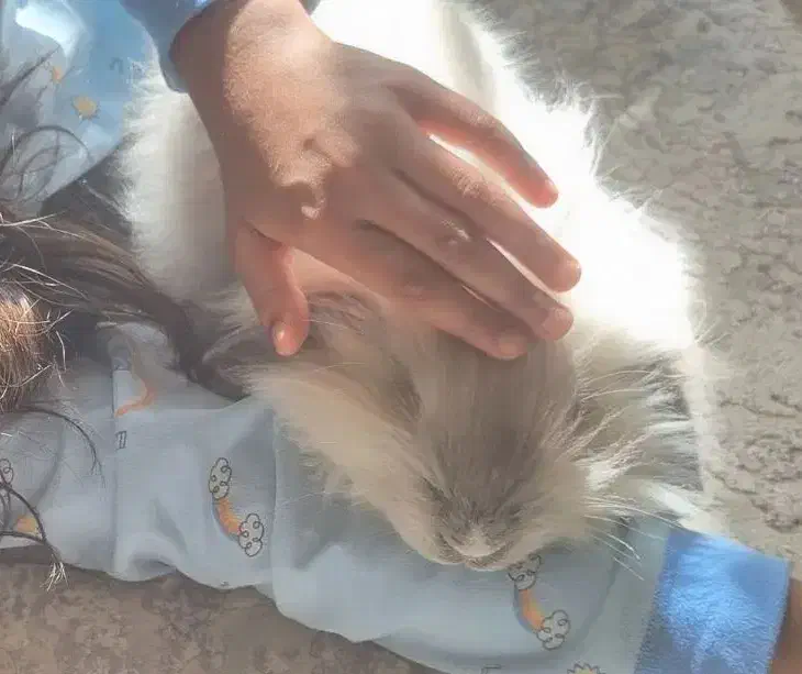 خرگوش گم شده|حیوانات|شیراز, گلشن|دیوار