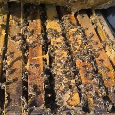 کارگر|استخدام سرایداری و نظافت|سیرجان, |دیوار