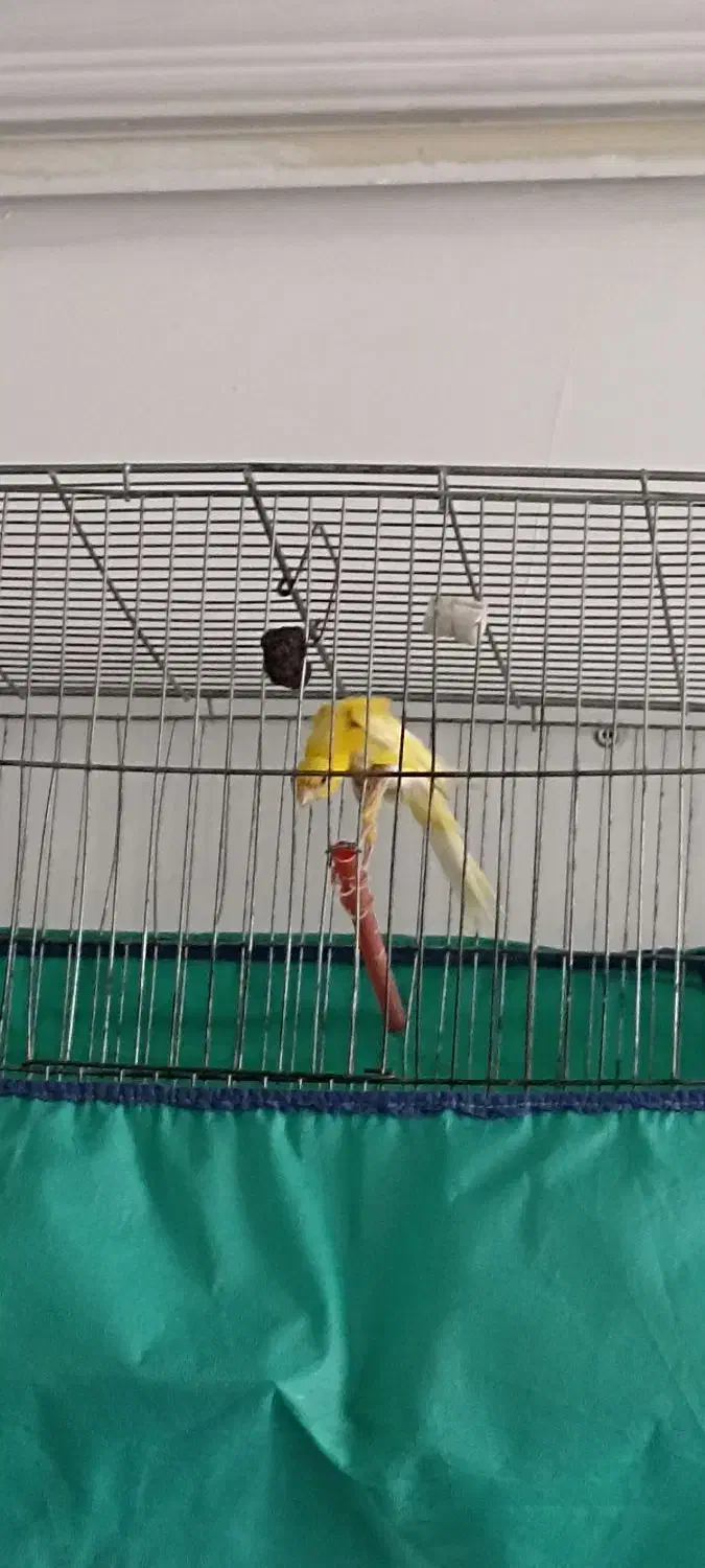 قناری|پرنده|فردوسیه, |دیوار