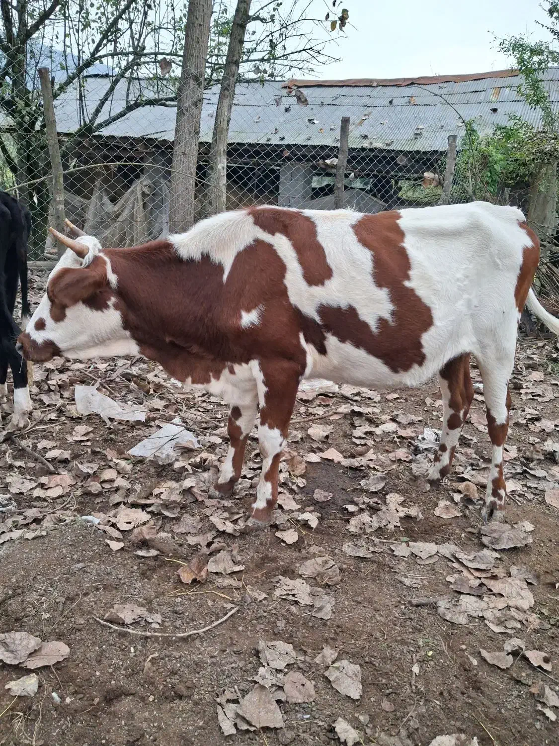 گاو لیشه مونت بیلیارد|حیوانات مزرعه|سنگر, |دیوار