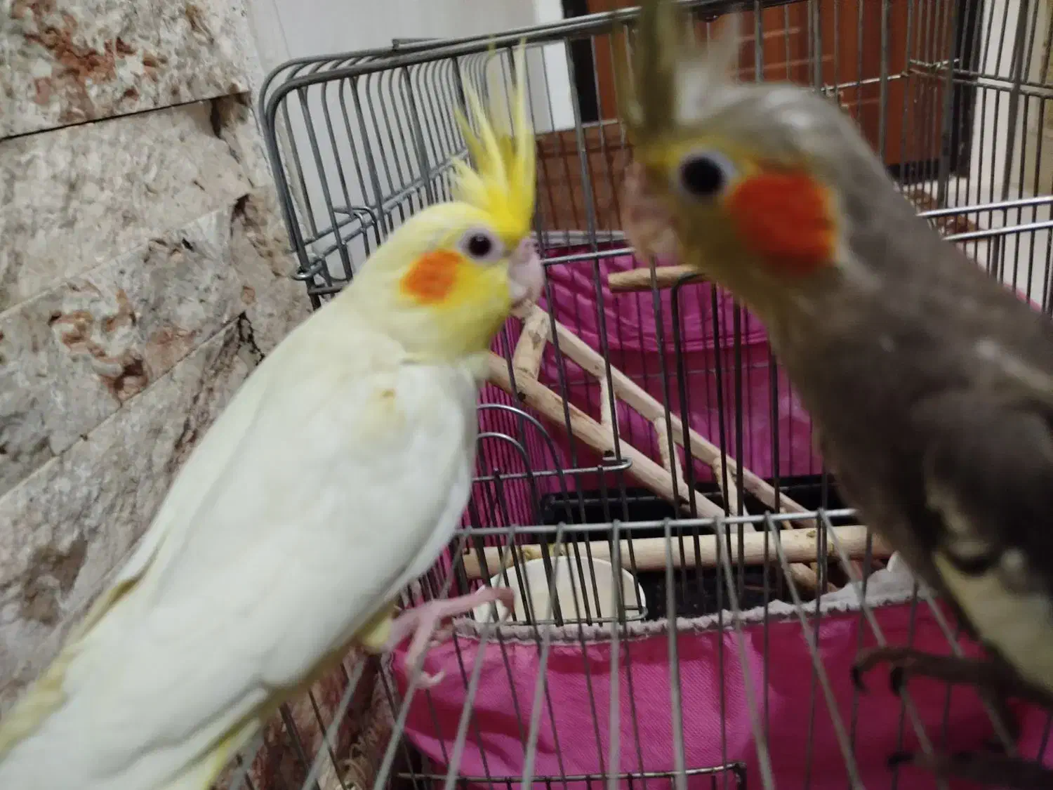 جوجه یک ماهه عروس هلندی سینامون و لوتینو|پرنده|تهران, اتابک|دیوار