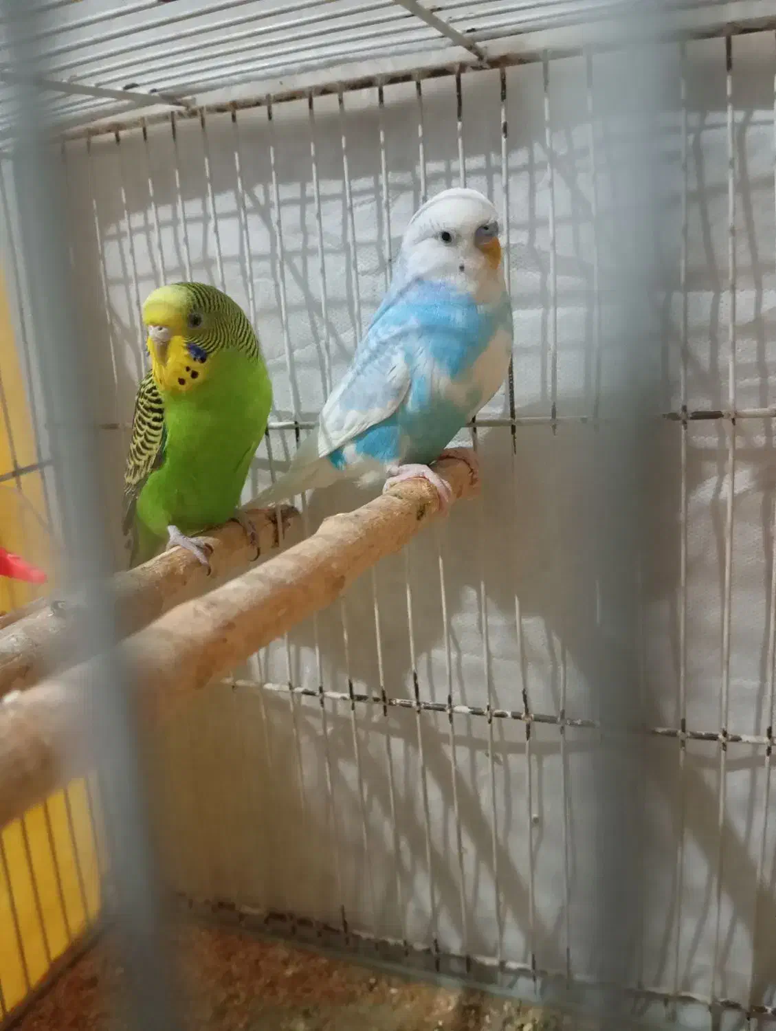 مرغ عشق وفنچ|پرنده|شیروان (خراسان), |دیوار