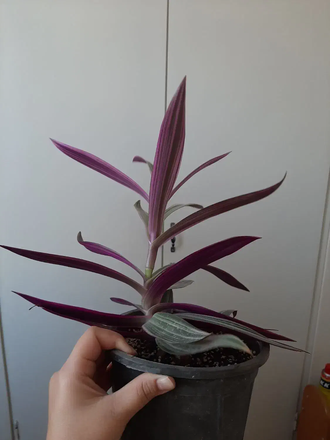 گل زیپلین و قلب ارغوان|گل و گیاه طبیعی|هشتگرد, فاز ۱ مهستان|دیوار