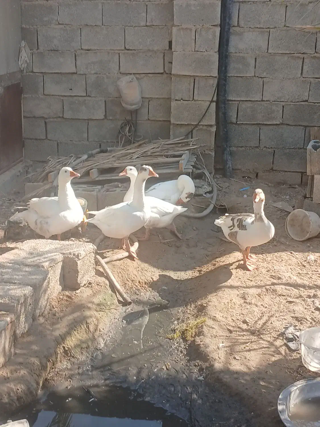 فروش دو عدد قاز و قوقاز نر|حیوانات مزرعه|آبپخش, |دیوار