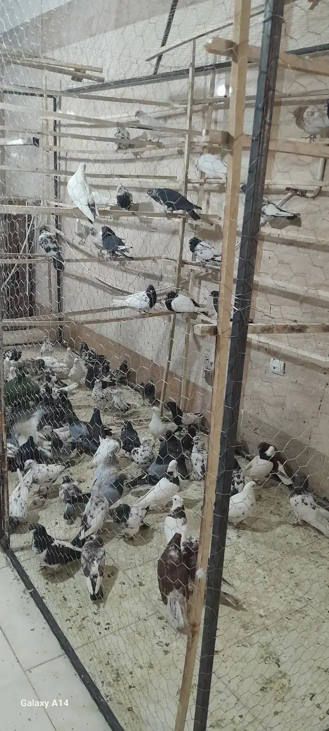 کفتر ۲۰۰|پرنده|مشکین‌دشت, |دیوار