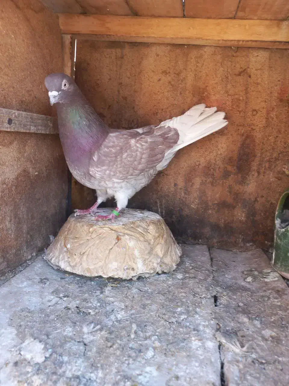 کبوتر|پرنده|قم, ولیعصر|دیوار