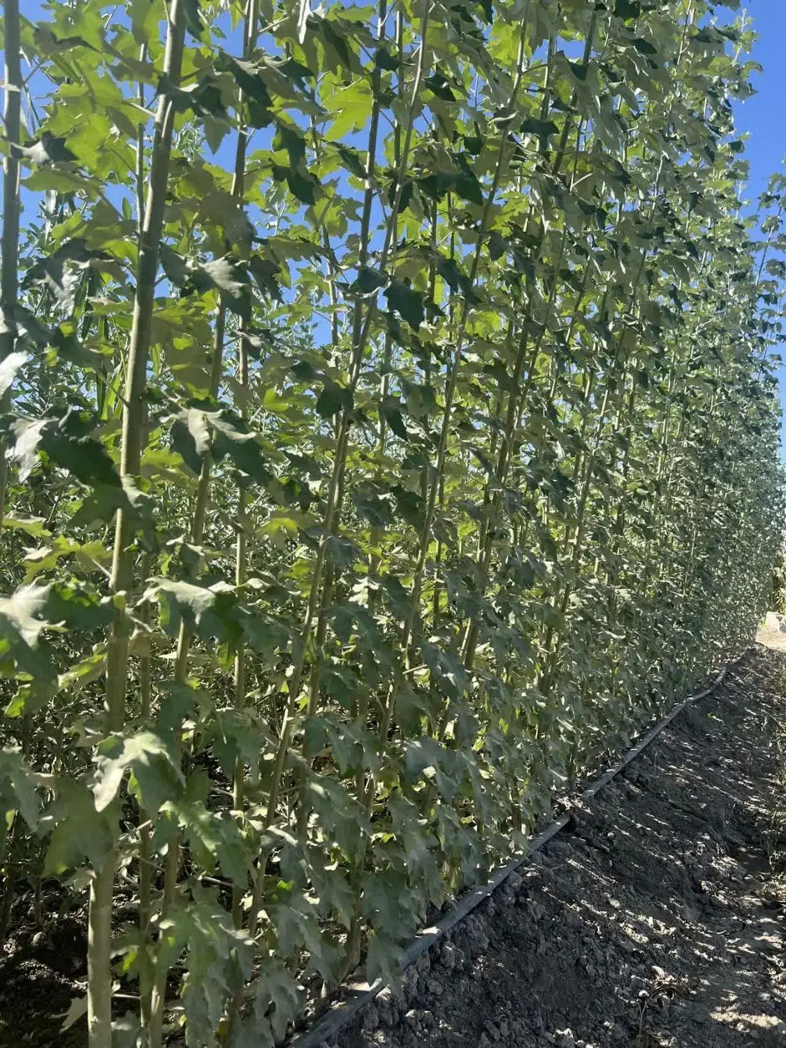 تولید وپخش نهال سنوبر سیاه(کبوده)|خدمات باغبانی و درختکاری|آستارا, |دیوار