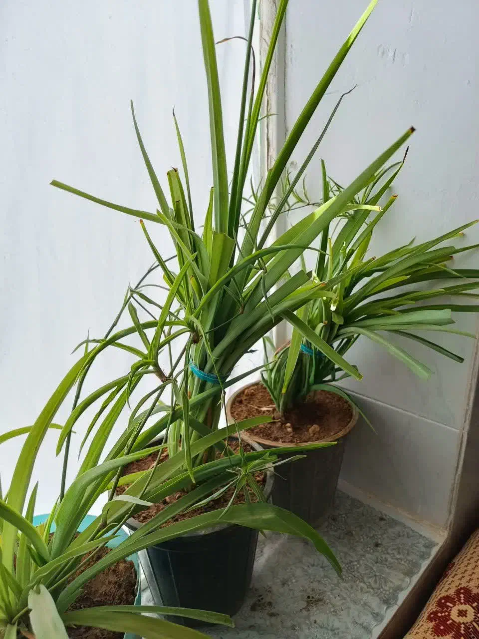 گل حسن یوسف گندمی|گل و گیاه طبیعی|گناباد, |دیوار