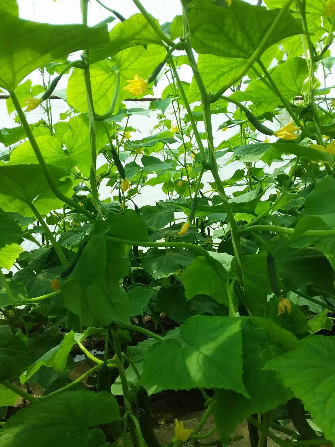 گلخانه کالوانیزه|فروش دفتر صنعتی، کشاورزی، تجاری|سبزوار, چهارراه فرودگاه|دیوار