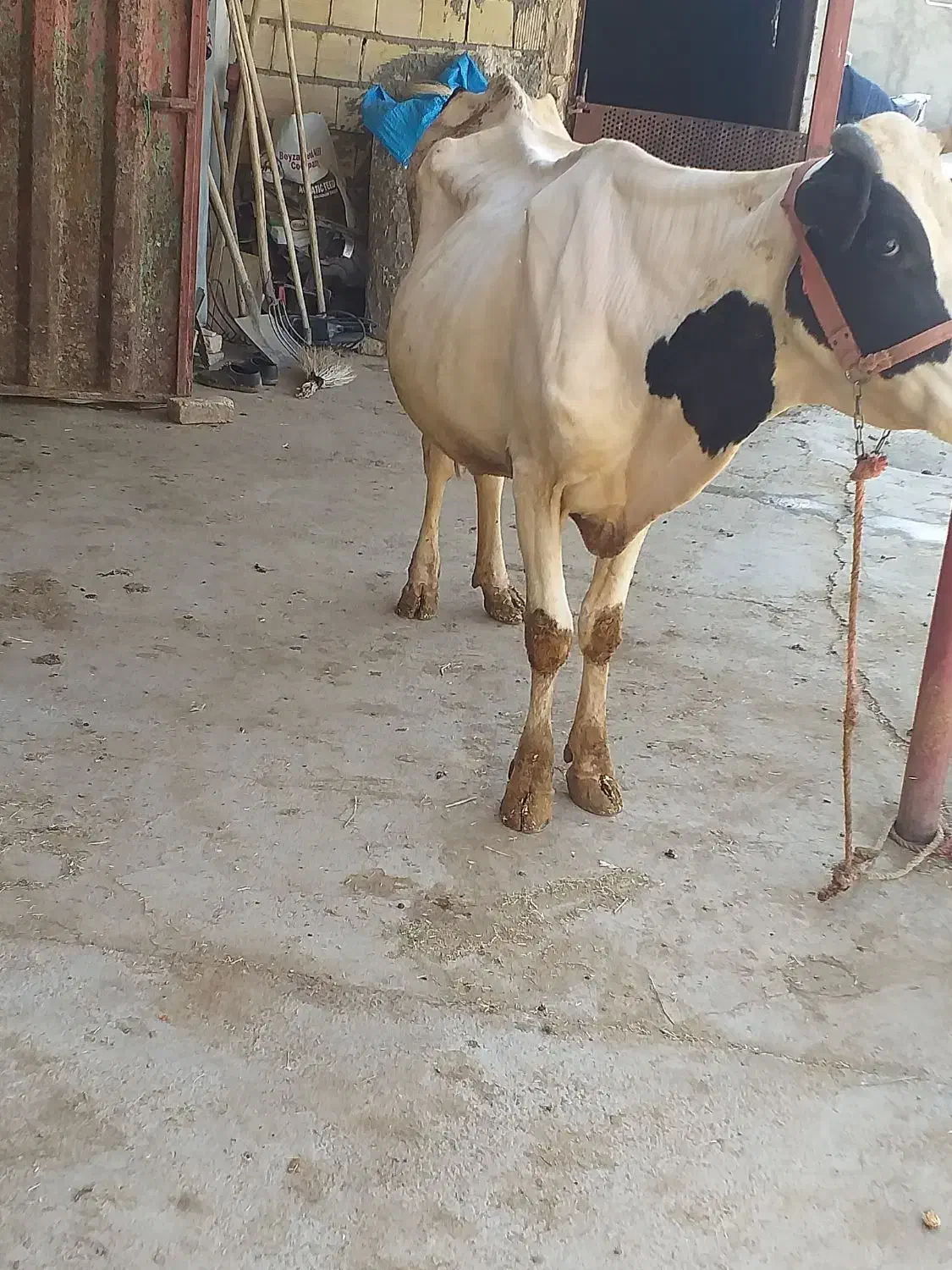 گاوباگوساله سیمینتال|حیوانات مزرعه|بروجرد, |دیوار