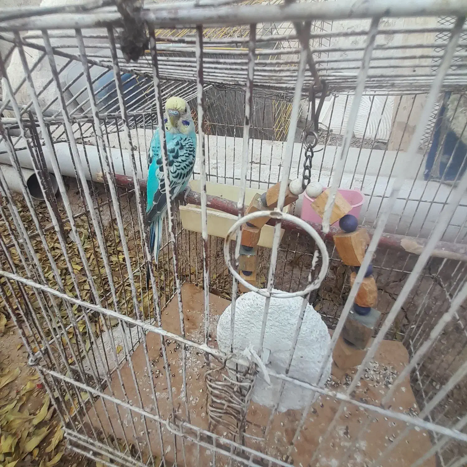 معاوضه با کوتوله یا قناری|پرنده|ساوه, |دیوار