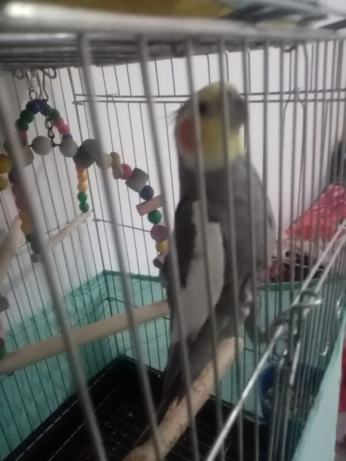 عروس هلندی|پرنده|شاهدشهر, |دیوار