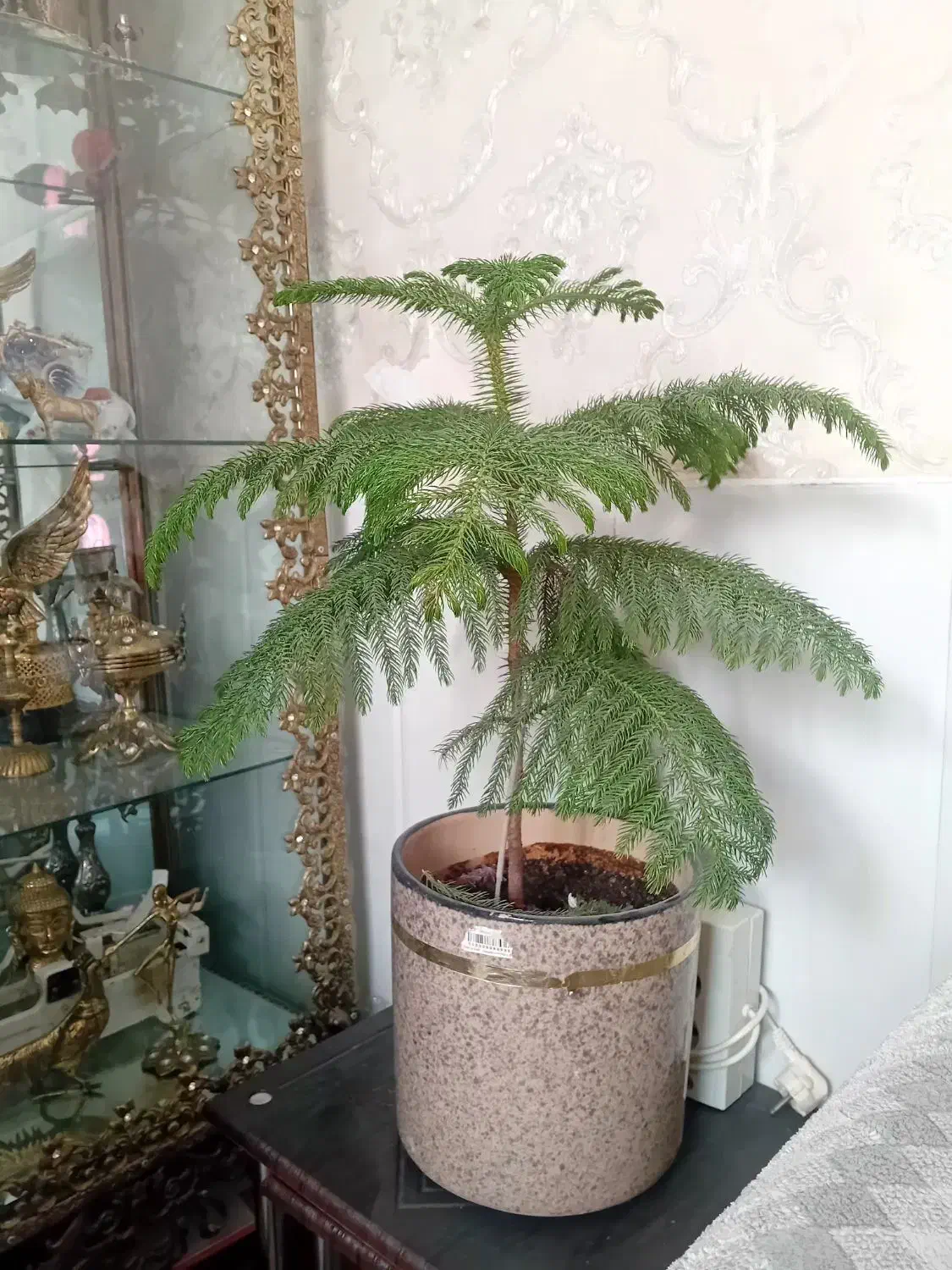 گل  مدبخی|گل و گیاه طبیعی|قم, شاه ابراهیم|دیوار