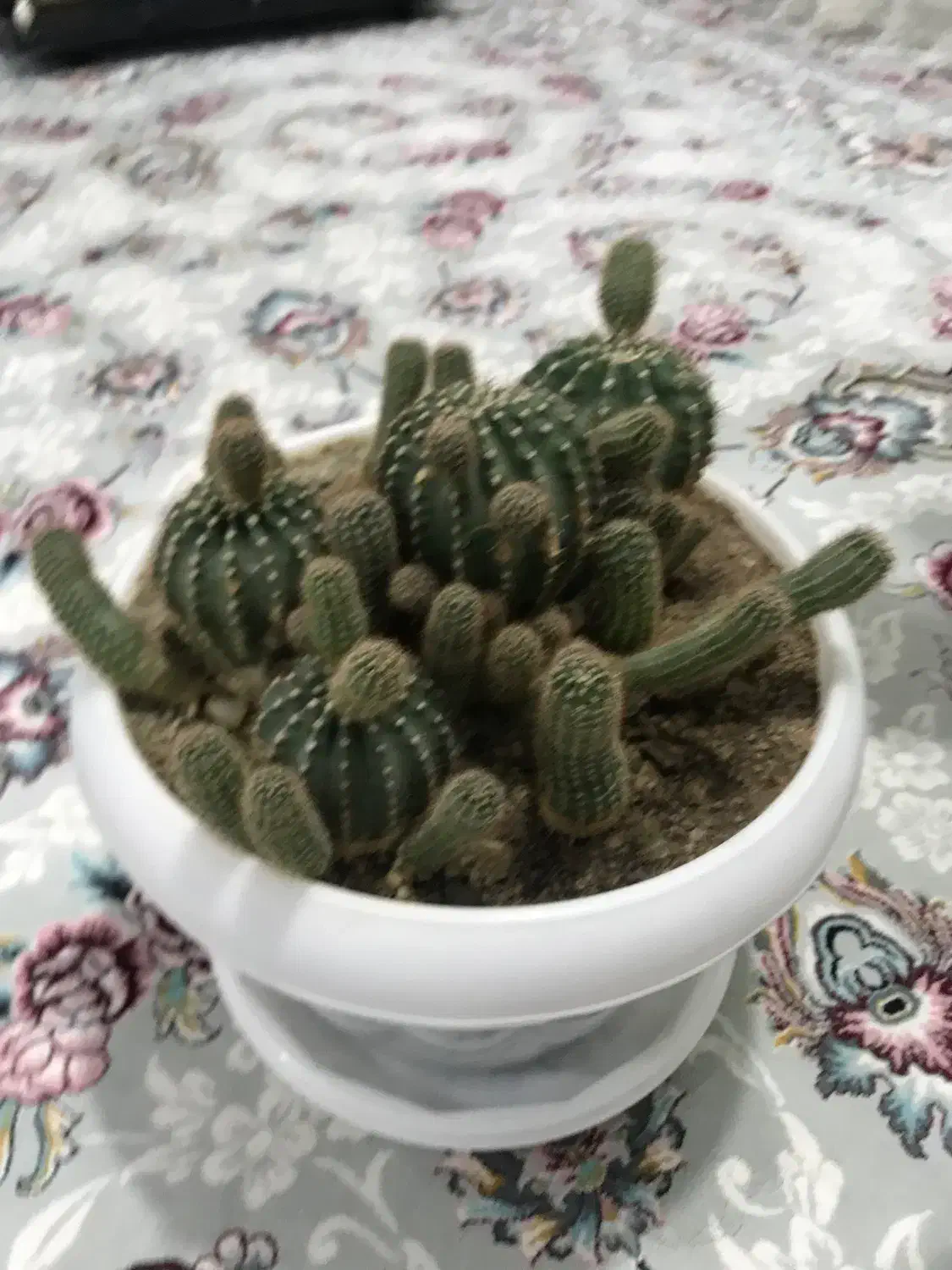 گل طبیعی|گل و گیاه طبیعی|سقز, |دیوار