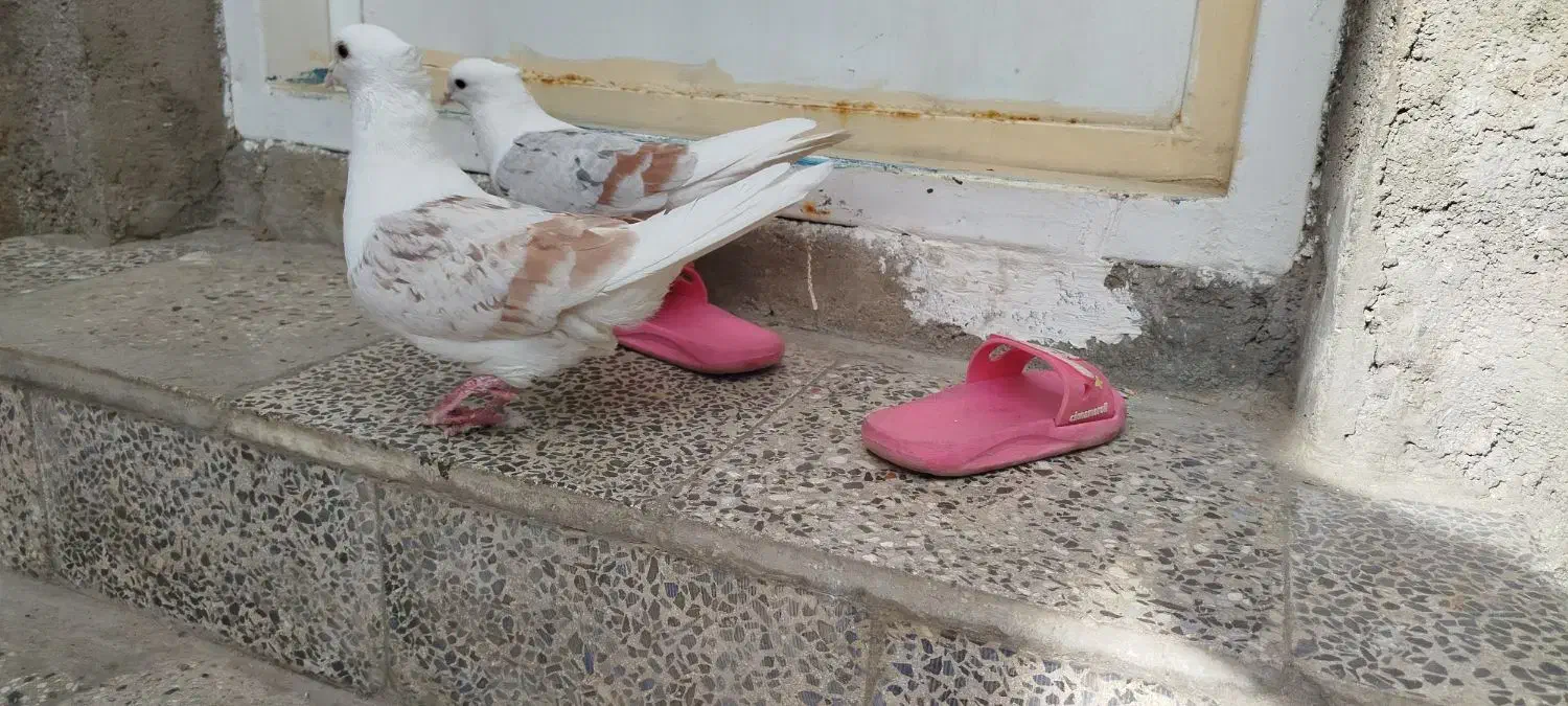 ایرپاد کبوتر خوشونه معاوضه باقناری|لوازم جانبی موبایل و تبلت|خرمآباد, |دیوار