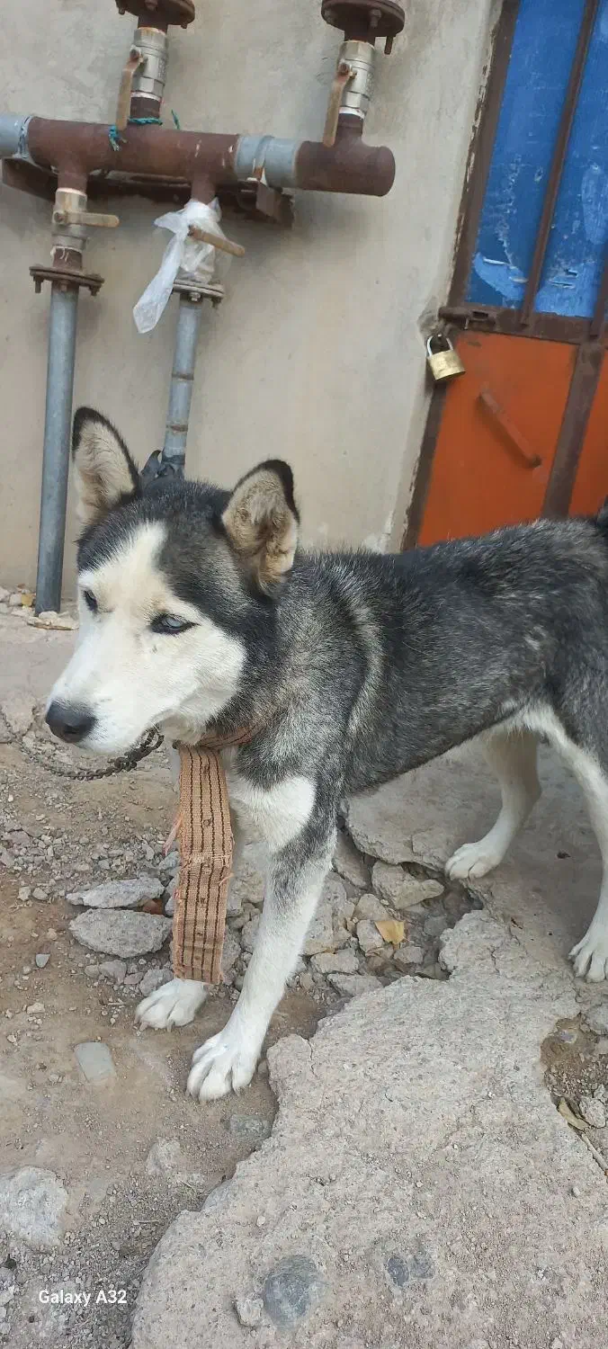 سگ خانگی|سگ|بستان آباد, |دیوار