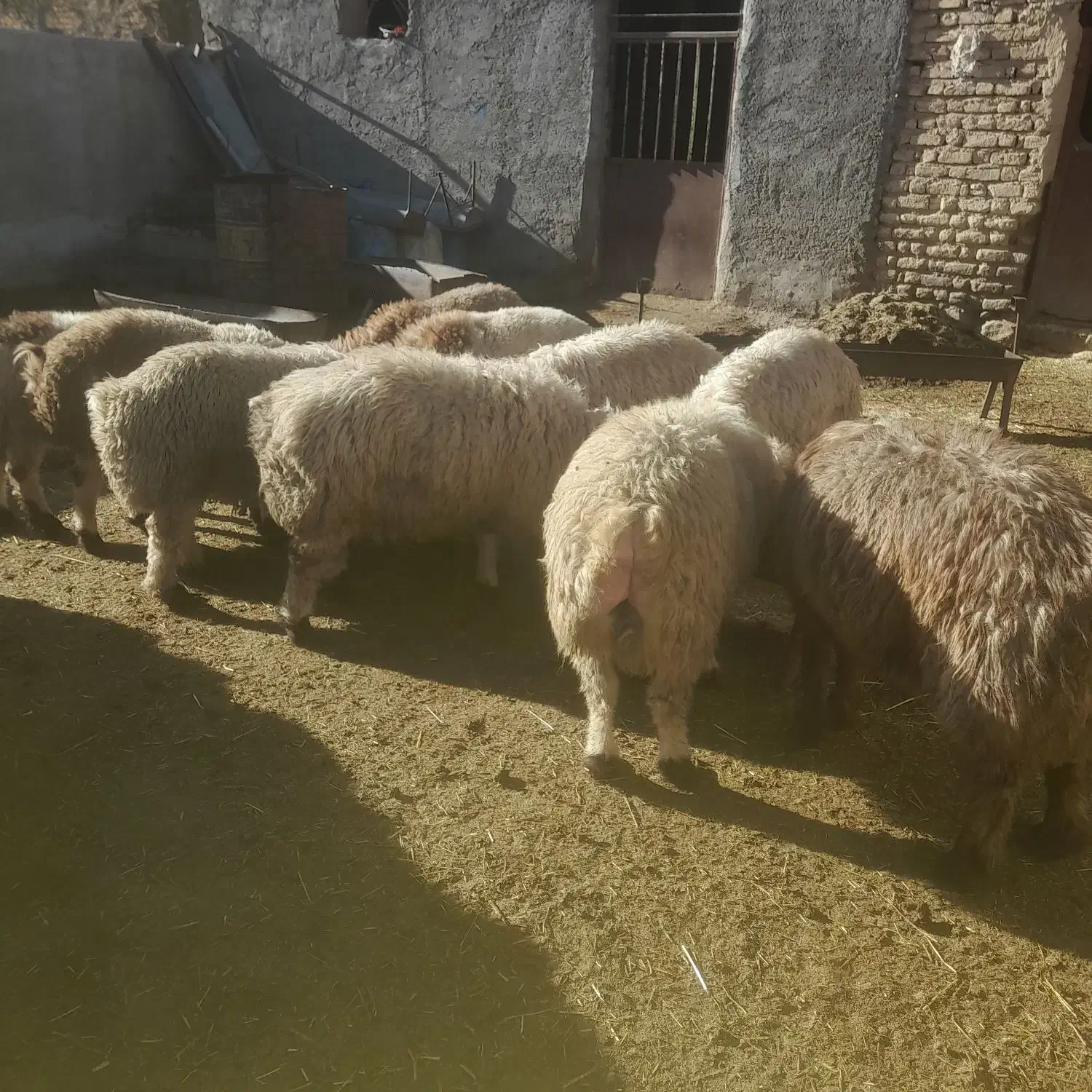 بره نر|حیوانات مزرعه|مرودشت, نقش رستم|دیوار