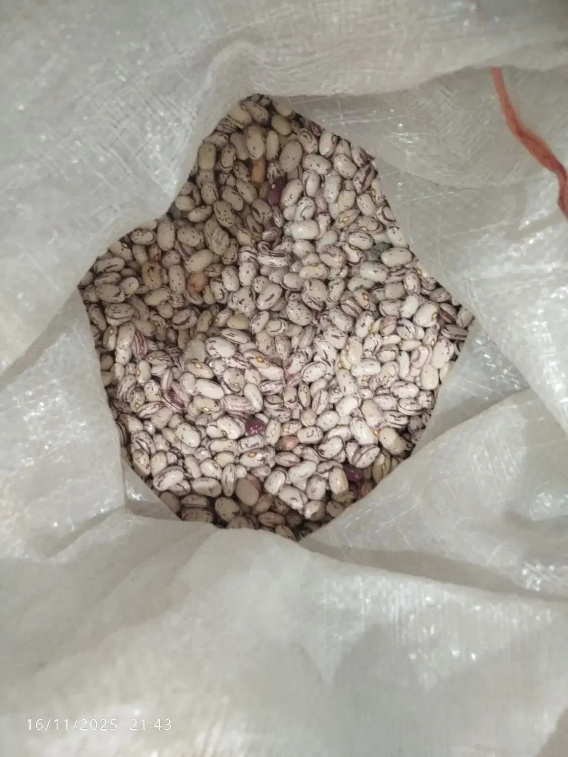 لوبیا چیتی تازه|خوردنی و آشامیدنی|صومای برادوست, |دیوار