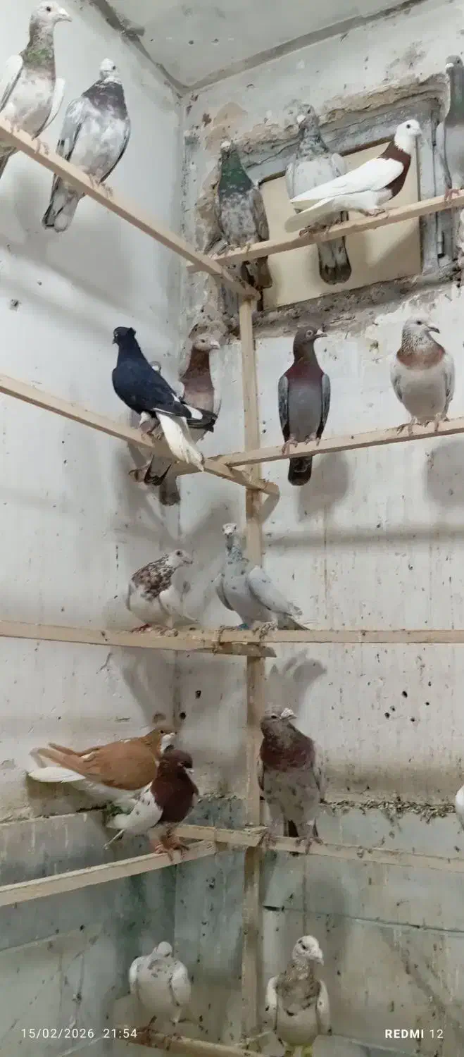 ۳۰ عدد هفرنگ|پرنده|شال, |دیوار