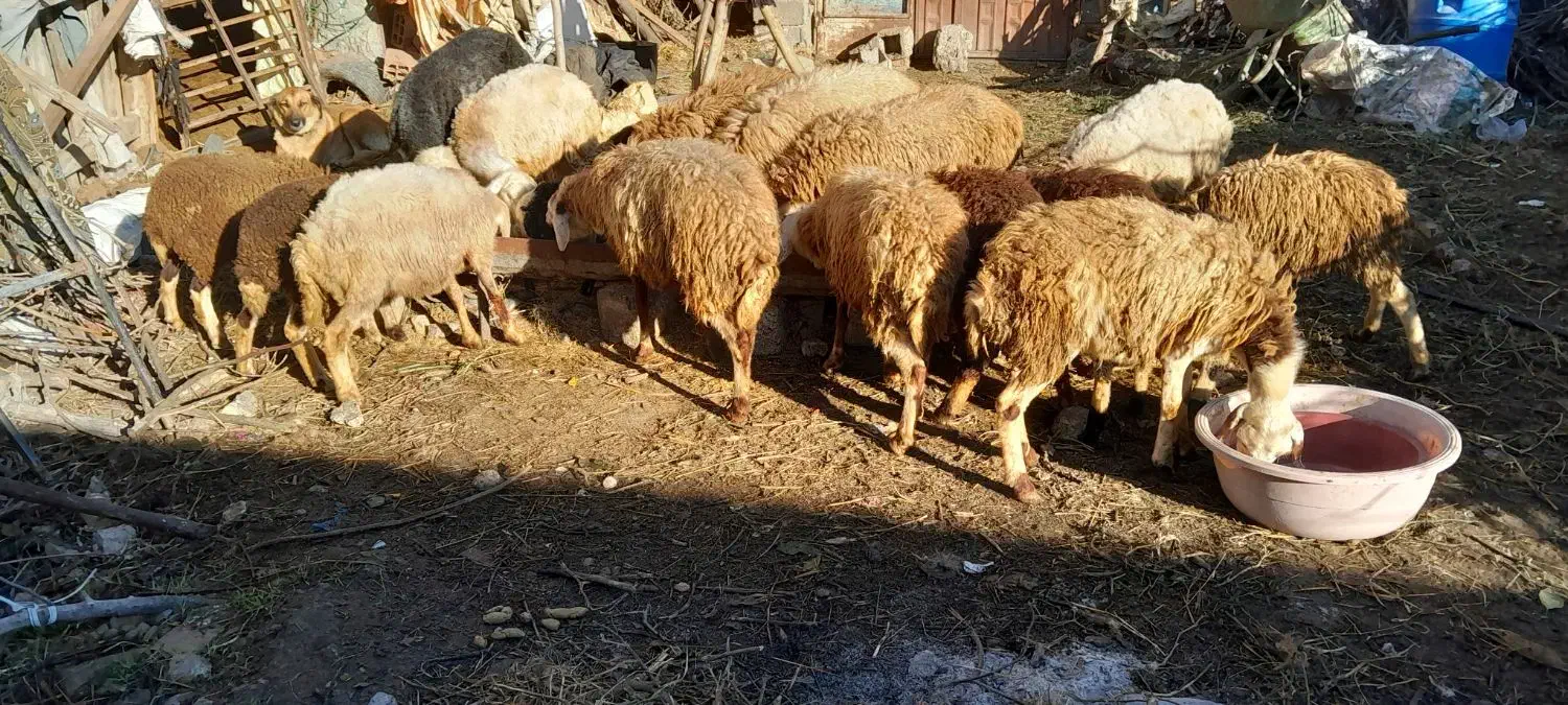 فروش گوسفند|حیوانات مزرعه|سورک, |دیوار