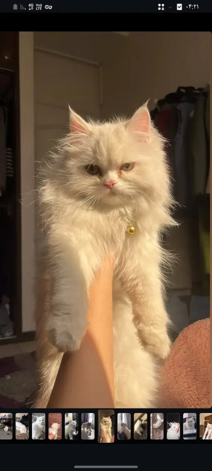 گربه پرشین اصیل|گربه|تهران, کیانشهر|دیوار