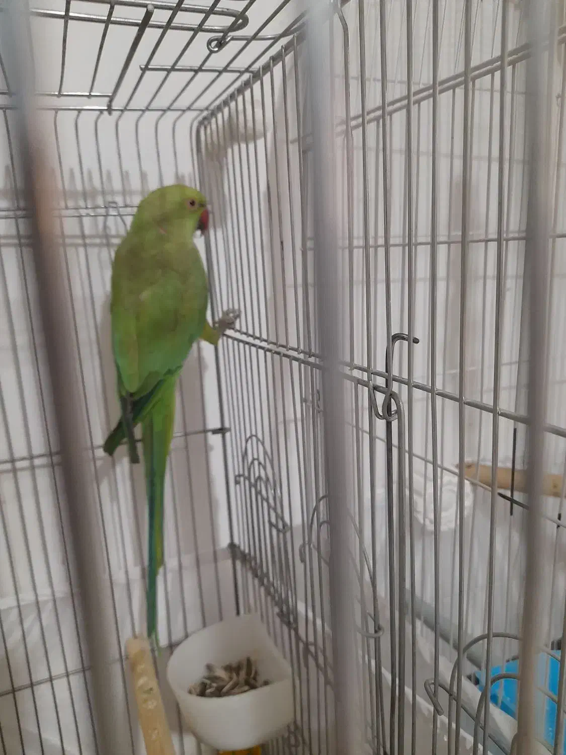 طوطی ملنگو|پرنده|پاکدشت, پاکدشت (مامازند)|دیوار