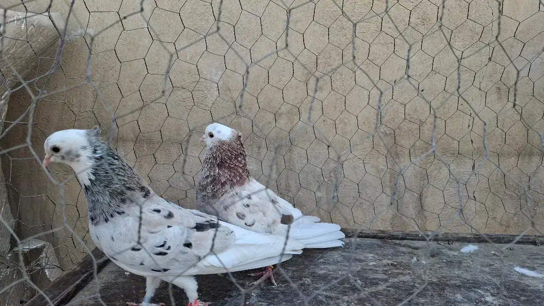 کبوتر هما پرشی|پرنده|تهران, انبار نفت|دیوار