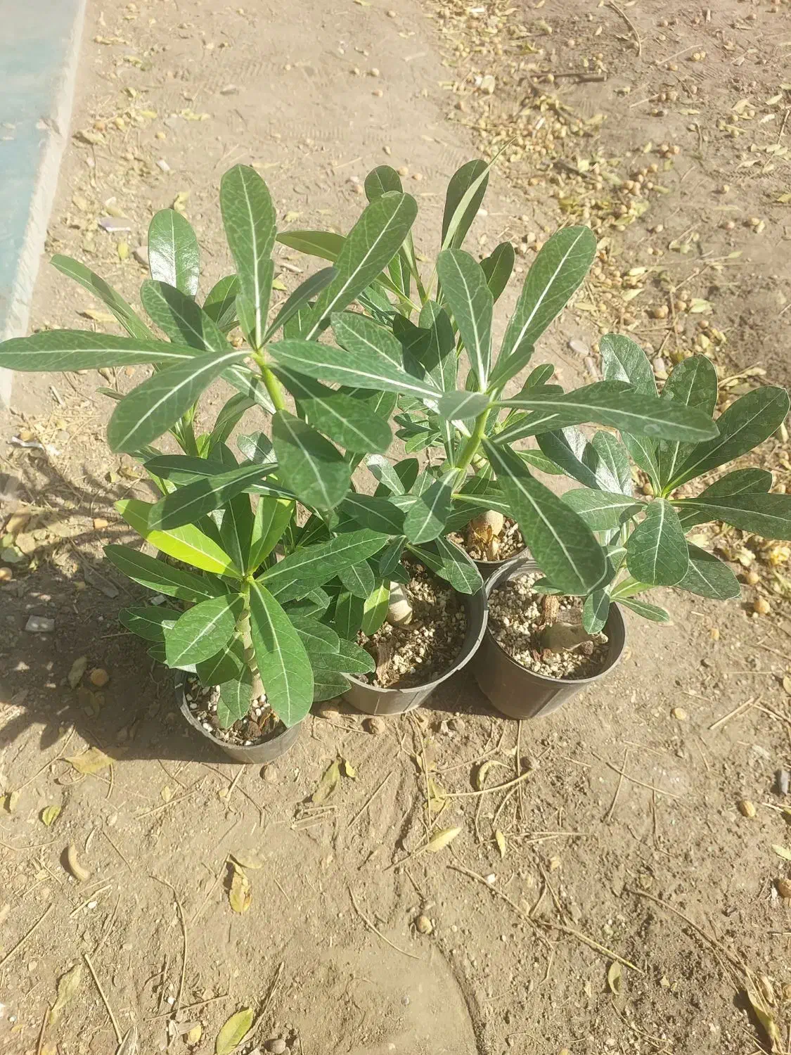 گل و گیاه حراج به قیمت عمده|گل و گیاه طبیعی|چهاردانگه (تهران), |دیوار