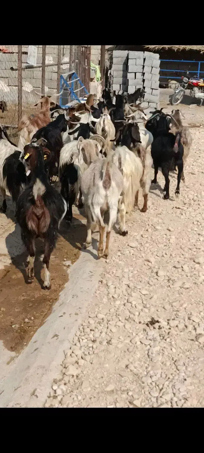 سی بز ابستن|حیوانات مزرعه|بهبهان, |دیوار