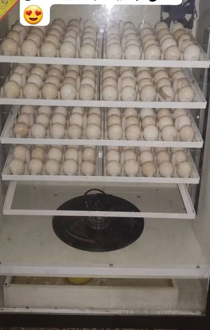 فروش دستگاه جوجه کشی صادراتی|ماشین‌آلات صنعتی|دزفول, |دیوار