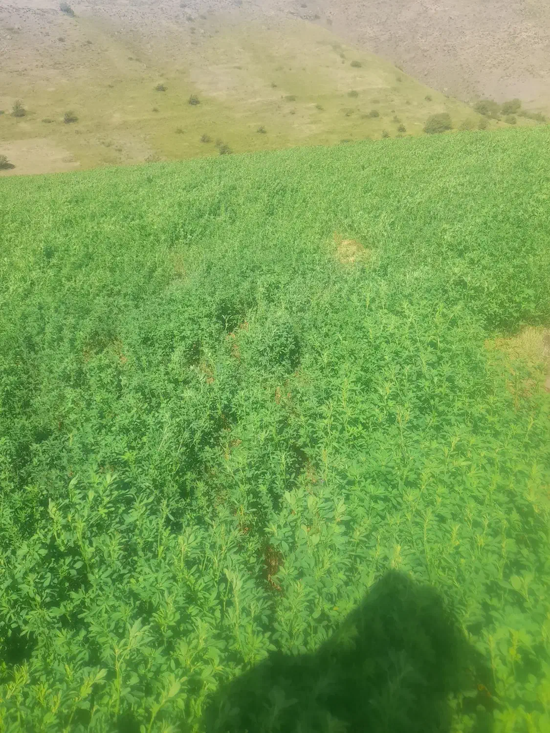 علف و یونجه|خدمات باغبانی و درختکاری|اردبیل, |دیوار