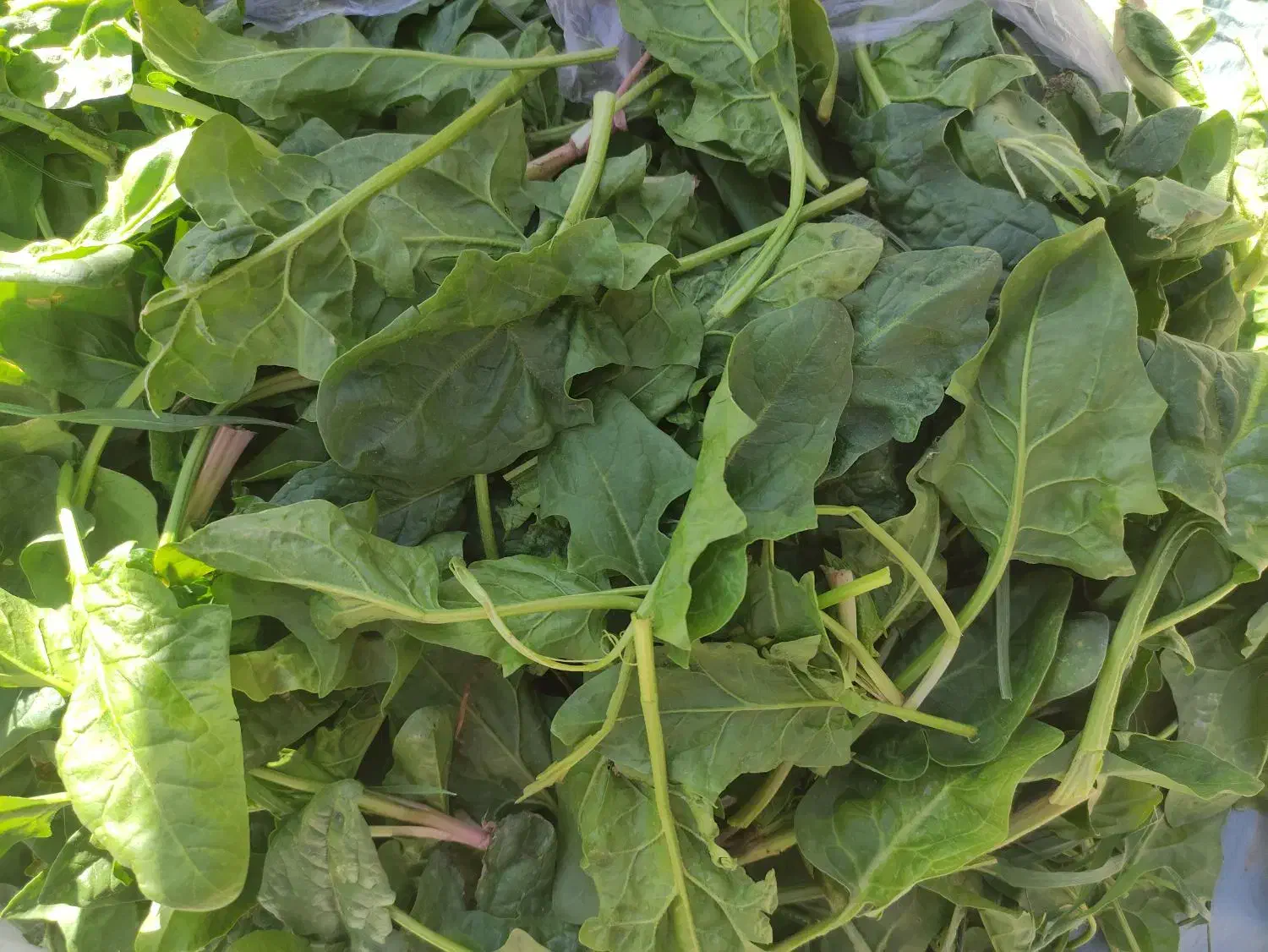 اسفناج|خوردنی و آشامیدنی|فیروزه, |دیوار