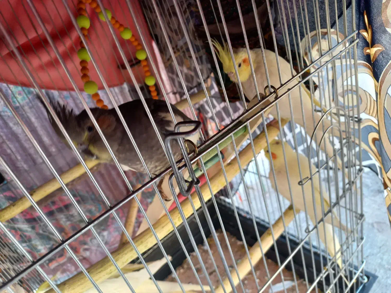 عروس هلندی|پرنده|زرندیه, |دیوار