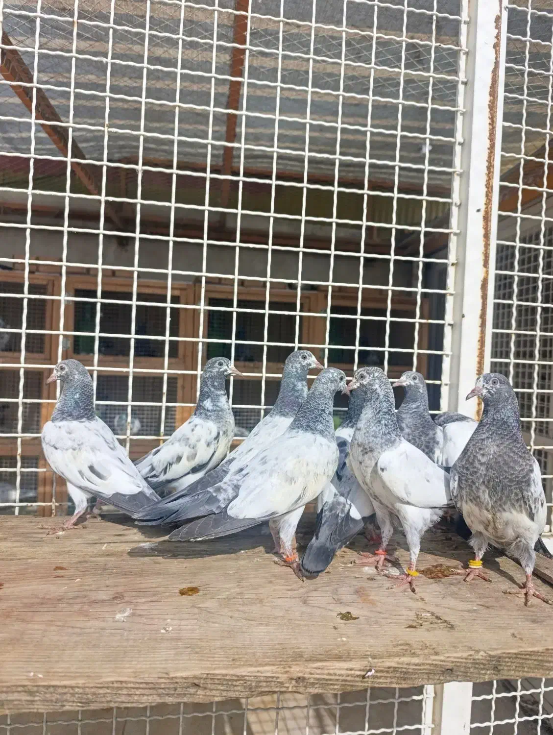 کبوتر تیدی پاکستانی|پرنده|رشت, تازه آباد|دیوار