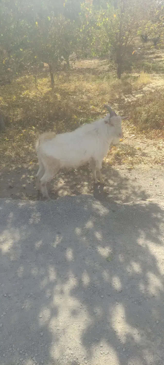 باسلام.   بز نره سانن|حیوانات مزرعه|رزن, |دیوار