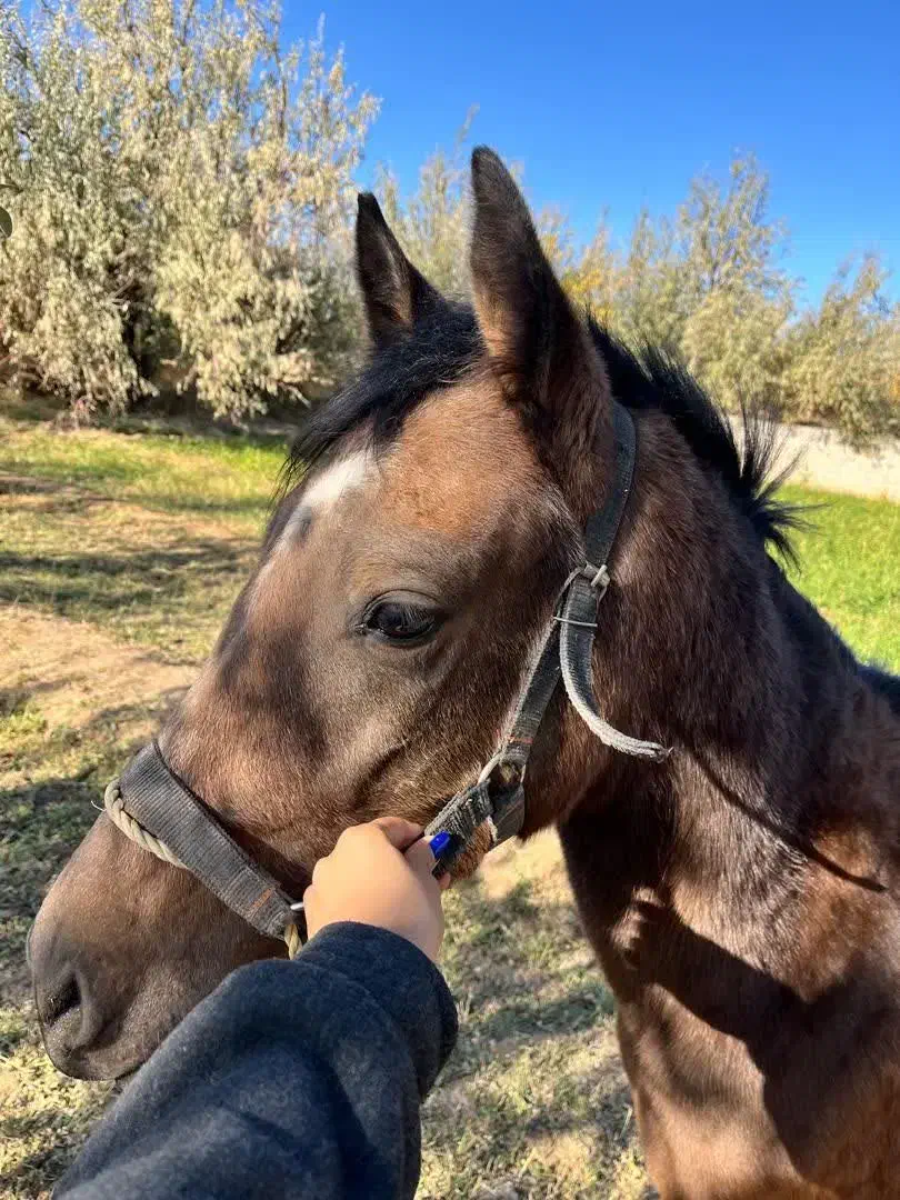 کره دوساله ترکمن|اسب و تجهیزات اسبسواری|شاهرود, |دیوار