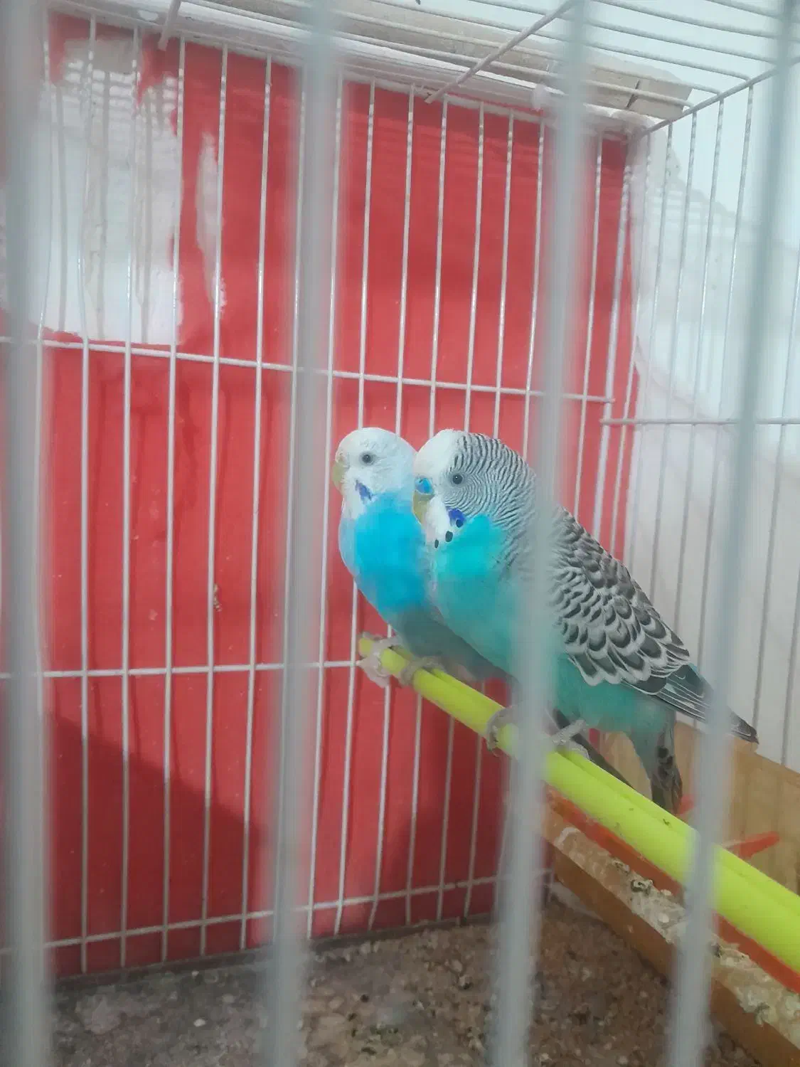 جفت بالغ|پرنده|گلبهار, شهر جدید گلبهار|دیوار