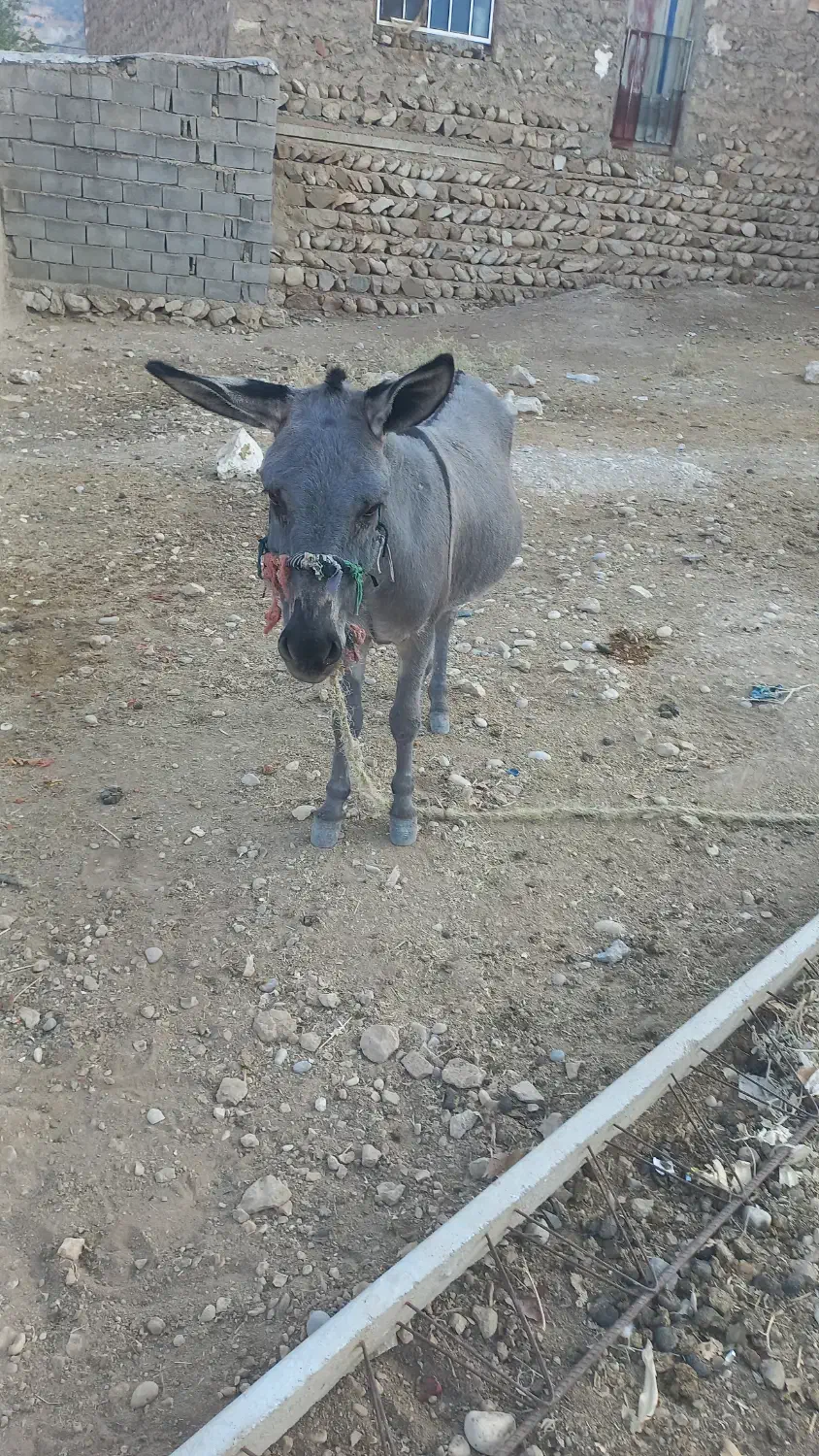 الاغ|حیوانات مزرعه|منج, |دیوار