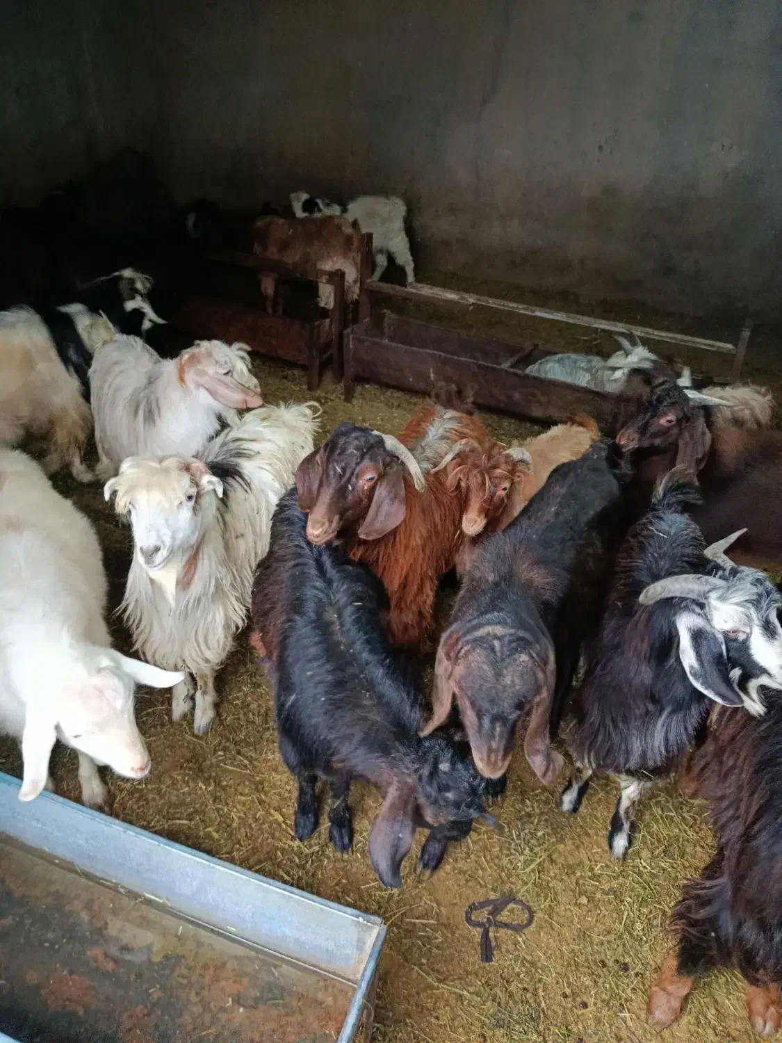 بزغاله|حیوانات مزرعه|کنگاور, |دیوار