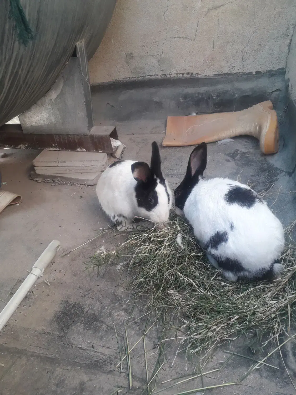 خرگوش زیبا ۲ عدد|موش و خرگوش|دزفول, |دیوار