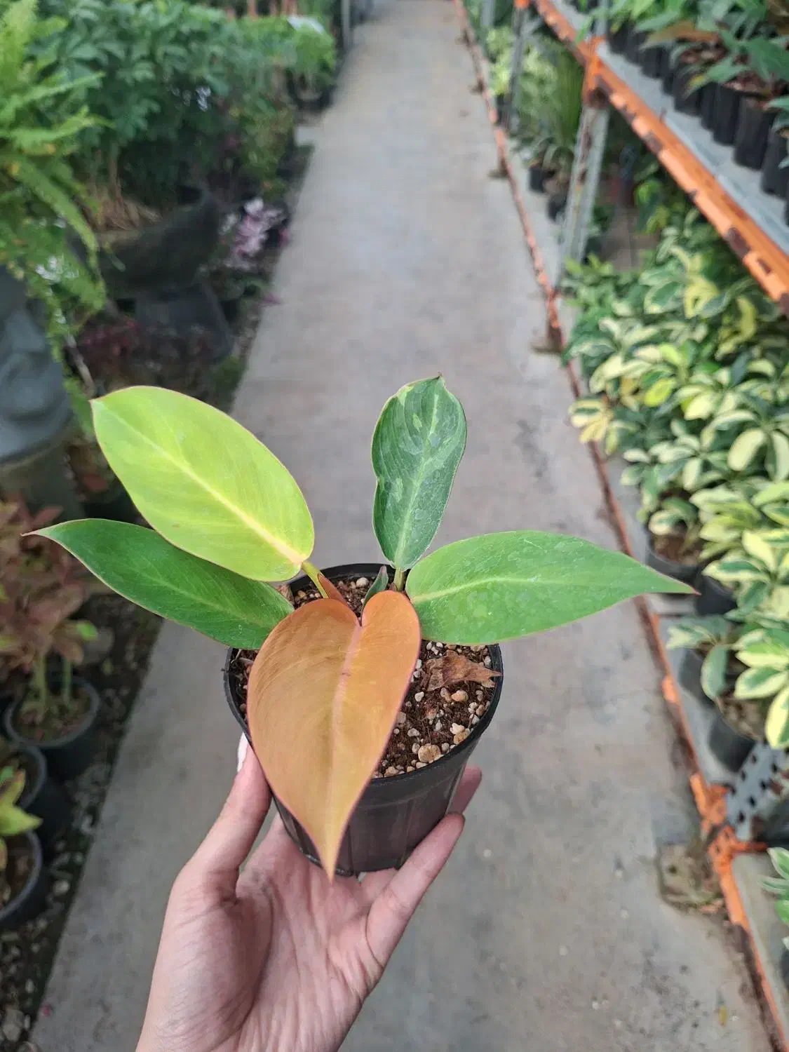 فیلودندرون پرتقالی|گل و گیاه طبیعی|تهران, عباسآباد|دیوار